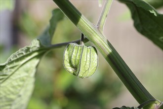 Physalis (Physalis peruviana), physalis, garden, The calyx of the unripe fruit of a physalis