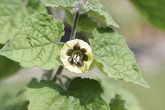 Physalis (Physalis peruviana), Flower, Physalis, The small flower of the physalis hangs between the