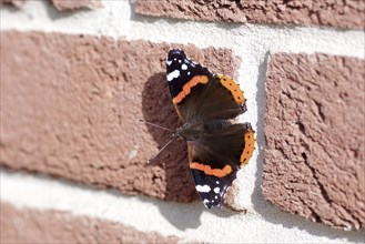 Red admiral (Vanessa atalanta), Butterfly, Macro, Clinker bricks, The butterfly admiral sits with