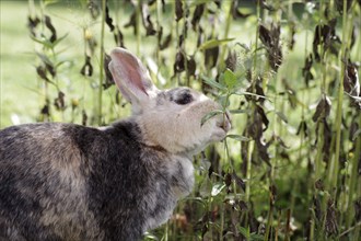 Rabbit (Oryctolagus cuniculus domestica), profile, eating, plant stalk, close-up of rabbit biting