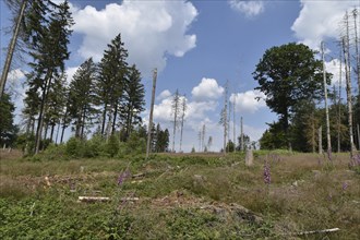 Forest dieback in the Hunsrück-Hochwald National Park with clear-cutting on a hilltop,