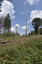 Forest dieback in the Hunsrück-Hochwald National Park with clear-cutting on a hilltop,