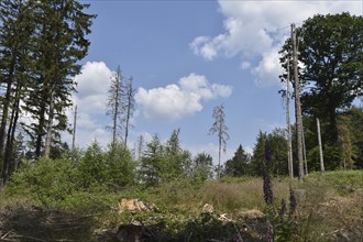 Forest dieback in the Hunsrück-Hochwald National Park with clear-cutting on a hilltop,