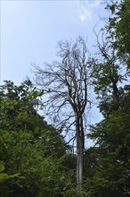 Forest dieback in the Hunsrück-Hochwald National Park with dead beech and healthy deciduous trees,