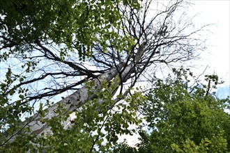 Forest dieback in the Hunsrück-Hochwald National Park with dead beech and healthy deciduous trees,