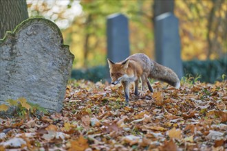 Red fox (Vulpes vulpes), running in a Jewish cemetery, surrounded by foliage and an autumnal forest