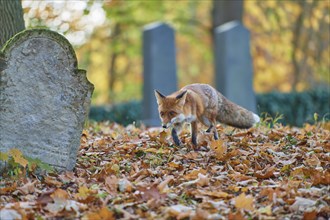 Red fox (Vulpes vulpes), running in a Jewish cemetery, surrounded by foliage and an autumnal forest