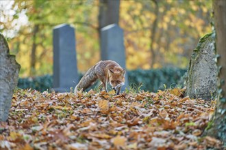 Red fox (Vulpes vulpes), running in a Jewish cemetery, surrounded by foliage and an autumnal forest