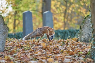 Red fox (Vulpes vulpes), running in a Jewish cemetery, surrounded by foliage and an autumnal forest