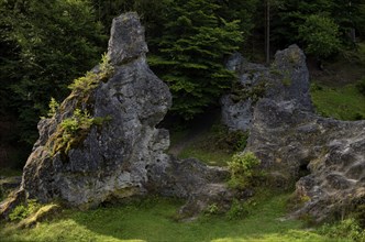 Hare, dolomite rocks, sea of rocks, Wental, Barholomä, Swabian Alb, Baden-Württemberg, Germany,