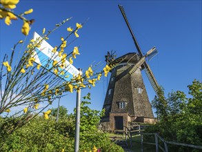 Windmill in Benz, a stop on the Feininger bicycle tour, island Usedom, Mecklenburg, Germany, Europe