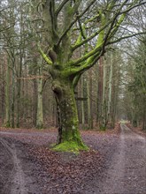 Path in the Darss forest between Prerow and Ahrenshoop, for hiking and cycling, National Park,