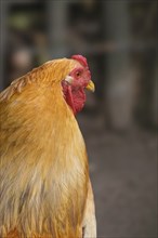 Domestic chicken (Gallus gallus domesticus)