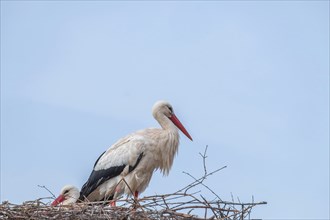 Pair of white storks (Ciconia ciconia)