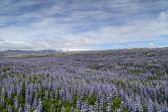 A roadside field of Alaskan lupins in southern Iceland