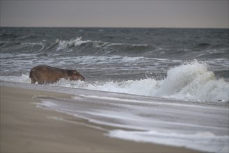 Hippopotamus (Hippopotamus amphibius) disappearing into the Atlantic Ocean, Surfing Hippos, Petit