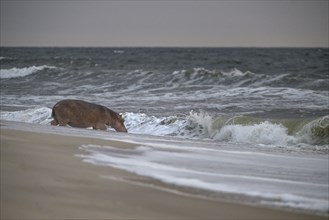 Hippopotamus (Hippopotamus amphibius) disappearing into the Atlantic Ocean, Surfing Hippos, Petit