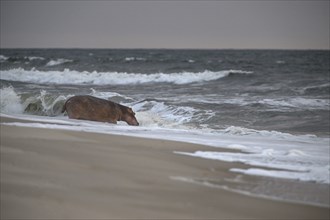 Hippopotamus (Hippopotamus amphibius) disappearing into the Atlantic Ocean, Surfing Hippos, Petit