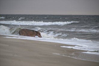 Hippopotamus (Hippopotamus amphibius) disappearing into the Atlantic Ocean, Surfing Hippos, Petit