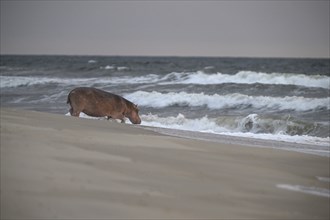 Hippopotamus (Hippopotamus amphibius) disappearing into the Atlantic Ocean, Surfing Hippos, Petit