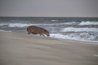 Hippopotamus (Hippopotamus amphibius) disappearing into the Atlantic Ocean, Surfing Hippos, Petit