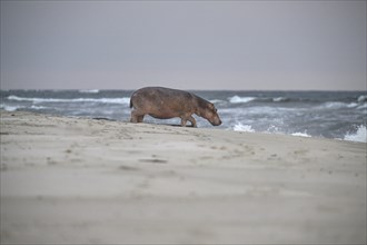 Hippopotamus (Hippopotamus amphibius) disappearing into the Atlantic Ocean, Surfing Hippos, Petit