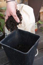 Close-up woman filling soil in a large black pot on the balcony, wooden ground, vertical shot, no