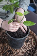 Close-up woman repot a passion fruit plant in a round black pot standing on a table, view from high