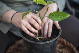 Close-up woman repot a passion fruit plant in a round black pot standing on a table, no visible