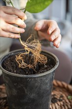 Close-up woman repot a passion fruit plant in a round black pot standing on a table, roots of the