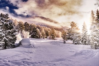 Beautiful Snow Landscape background during foggy sunrise with sunbeam, trees and plenty of snow in