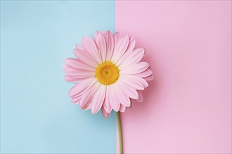 Pink daisy flower on two colored blue and pink background. Generative Ai, AI generated