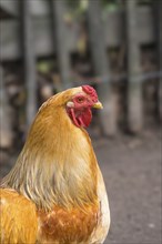 Domestic chicken (Gallus gallus domesticus), North Rhine-Westphalia, Germany, Europe