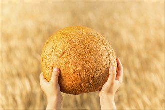 Homemade bread in hands against wheat autumn field background