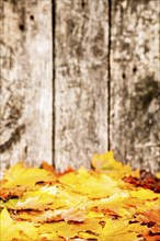 Autumn border from fallen maple leaves against old wooden background