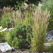 Young pines, reed grass and stones in the landscape design