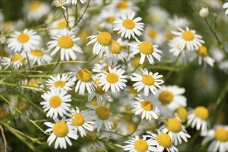 Many wild daisies in the meadow on a sunny day