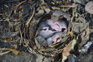 Newborn little mice in nest of the field