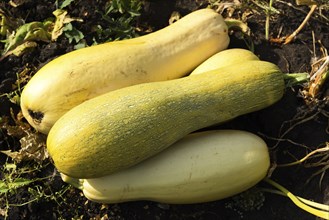 Ripe yellow zucchini lying on the black earth