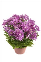 Lilac chrysanthemums in pots, isolated on a white background