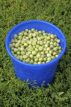 A bucket of gooseberries on the background of green grass