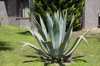 Aloe arborescens sarisabir in the garden