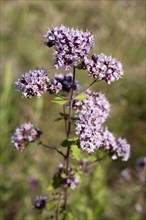 Oregano or marjoram, medicinal herb in the summer