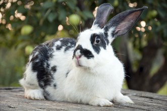 Beautiful colorful bunny with big ears in the garden