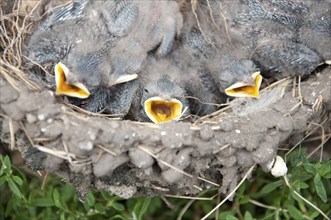 The chicks in the nest of barn swallows