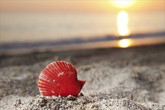 Summer vacations, seashell or scallop shell on sunset sea sand beach