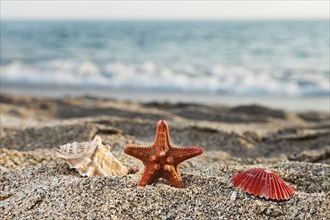 Summer vacations, starfish and seashell or scallop shell on blue sea sand beach