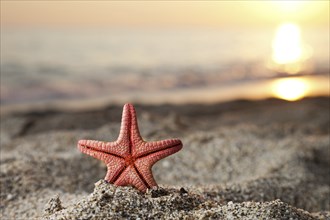 Summer vacations, starfish on sunset sea sand beach