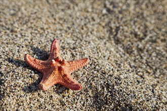 Summer vacations, starfish on sea sand beach