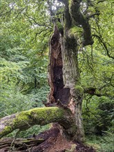 Old oak tree in protected nature reserve jungle Sababurg, Weserbergland, Germany, Europe